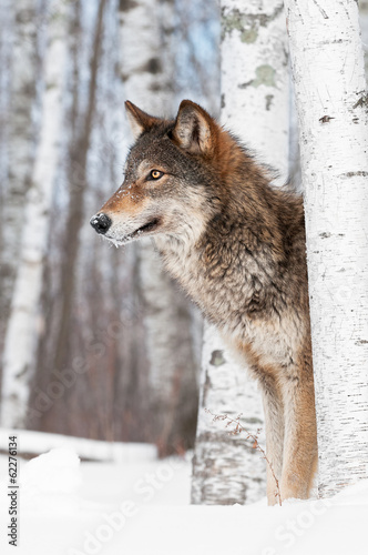 Plakat drzewa natura śnieg