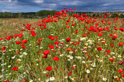 Obraz na płótnie pole natura niebo dziki