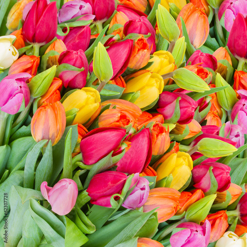Plakat kwiat łąka tulipan piękny świeży