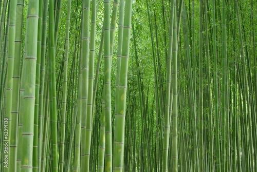Obraz na płótnie roślina bambus krajobraz zielony