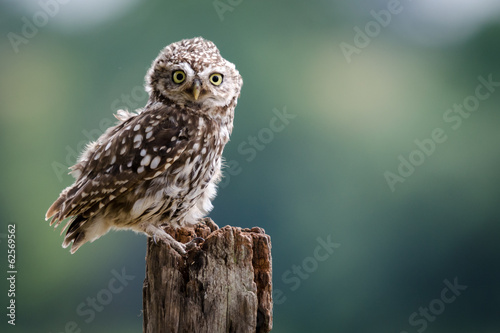 Fototapeta natura dziki sowa selektywne focus