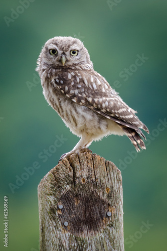 Fototapeta lato natura dziki portret ptak