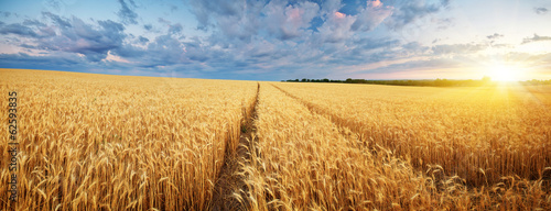 Naklejka żniwa panorama słońce niebo wiejski