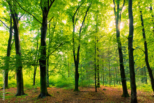 Fototapeta natura drzewa las świeży