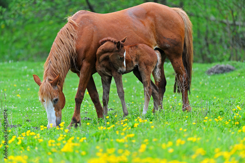 Naklejka zwierzę rolnictwo natura bydło