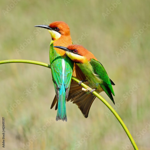 Plakat fauna tajlandia azja ptak natura