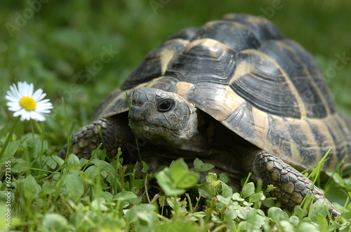 Naklejka trawa roślina zwierzę stokrotka