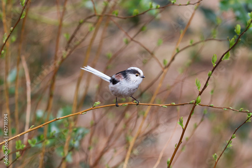 Fotoroleta ptak sikorka pejzaż natura dziki