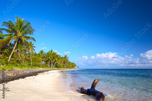 Plakat pejzaż drzewa tropikalny plaża