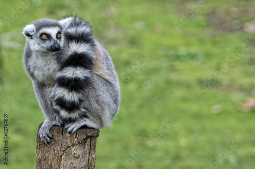 Fotoroleta dziki natura wzór