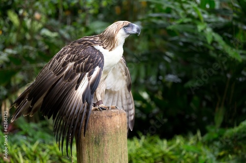 Naklejka las ptak fauna