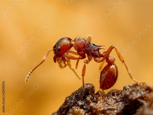 Naklejka widok fauna zwierzę natura