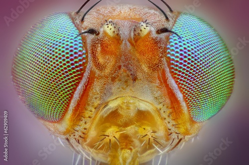 Fototapeta natura oko zwierzę usta