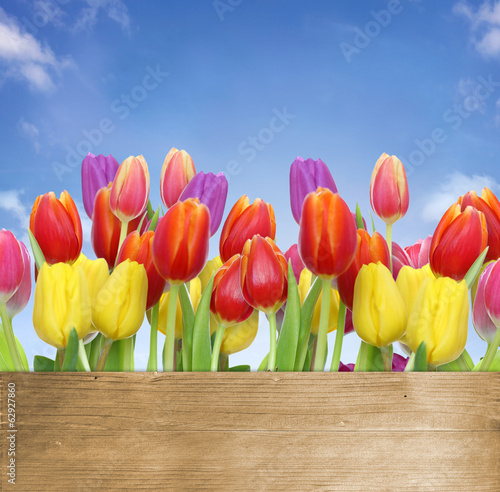Obraz na płótnie tulipan kwiat ogród