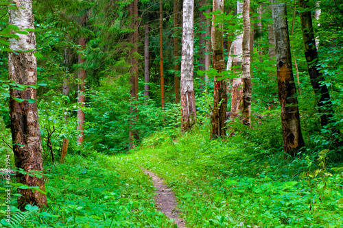 Naklejka park świerk ścieżka