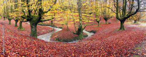 Plakat park buk pejzaż panoramiczny