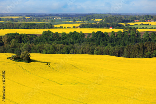 Naklejka pole olej las natura niebo