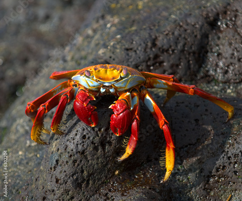 Plakat plaża galapagos owoce morza dziki