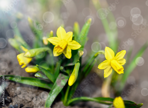 Fotoroleta wzór ogród natura