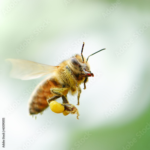 Naklejka dziki natura piękny pyłek zwierzę