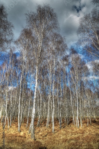 Fototapeta krajobraz słońce panorama las mniszek