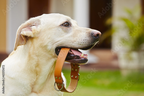 Fotoroleta zwierzę ładny labrador usta