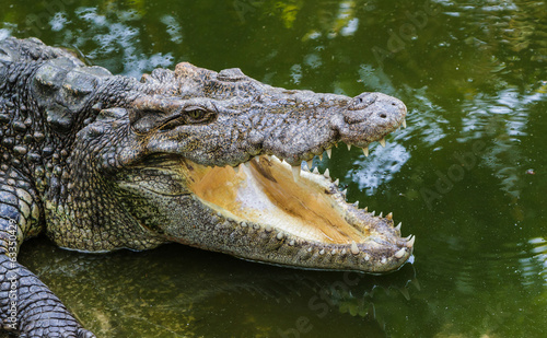 Fotoroleta australia natura safari aligator gad