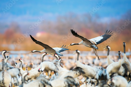 Plakat skandynawia fauna dziki ładny