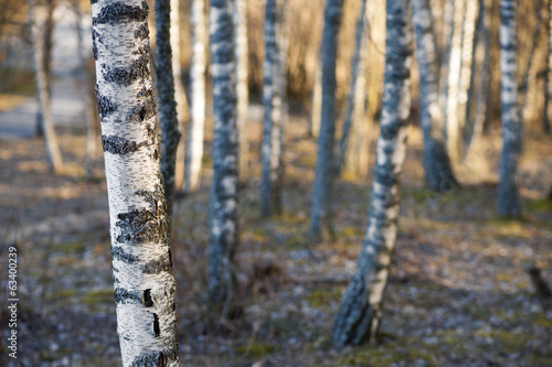 Plakat natura szwecja skandynawia drzewa