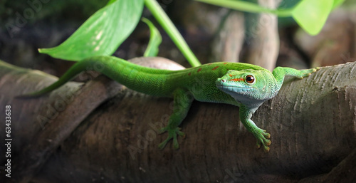 Fotoroleta natura piękny dżungla oko tropikalny