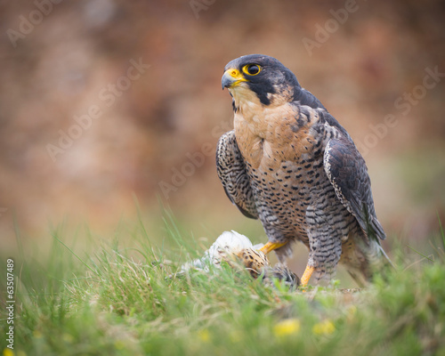 Naklejka ptak oko portret natura