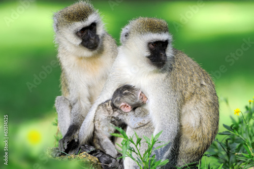 Naklejka fauna ssak bezdroża południe trawa