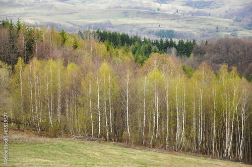 Naklejka pejzaż piękny park