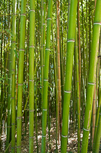 Naklejka roślina trawa bambus piękny