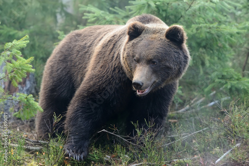 Plakat natura dzikie zwierzę fauna finlandia