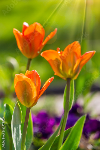 Naklejka piękny ogród słońce tulipan natura