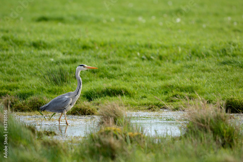 Fotoroleta ptak łąka holandia woda natura