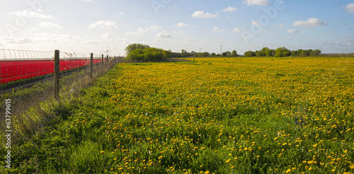 Plakat natura holandia kwiat łąka panoramiczny