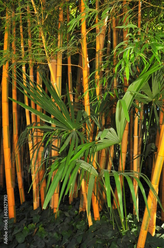 Naklejka bambus gard zielony plantacji 