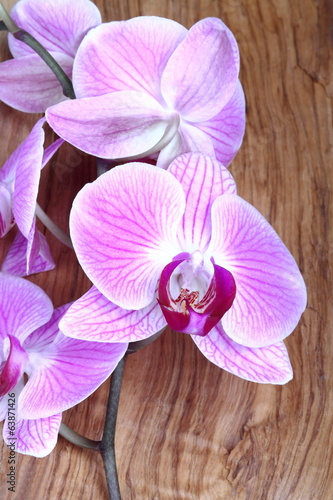 Fototapeta storczyk kwiat natura viola sprężyna