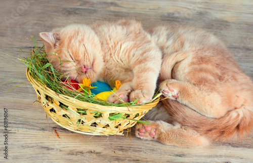 Fotoroleta Kremowy kociak śpi z głową w koszyku