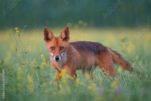 Plakat fauna zwierzę łąka trawa kwiat