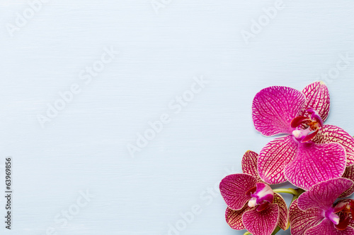 Obraz na płótnie obraz natura kwiat