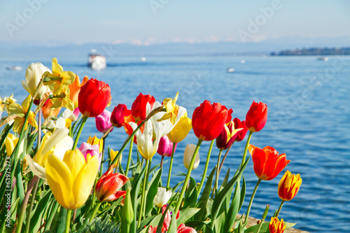 Naklejka amsterdam tulipan ładny