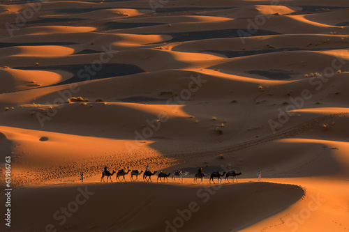 Obraz na płótnie pustynia zwierzę słońce transport