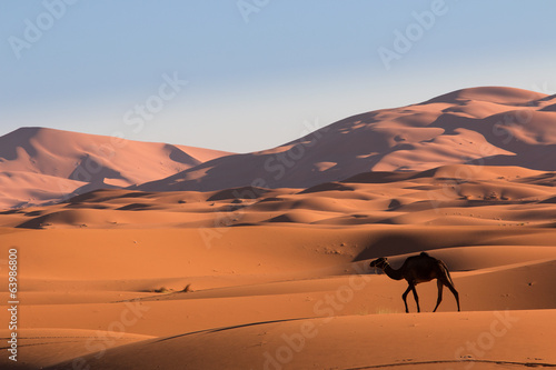 Naklejka słońce transport arabian pustynia wydma