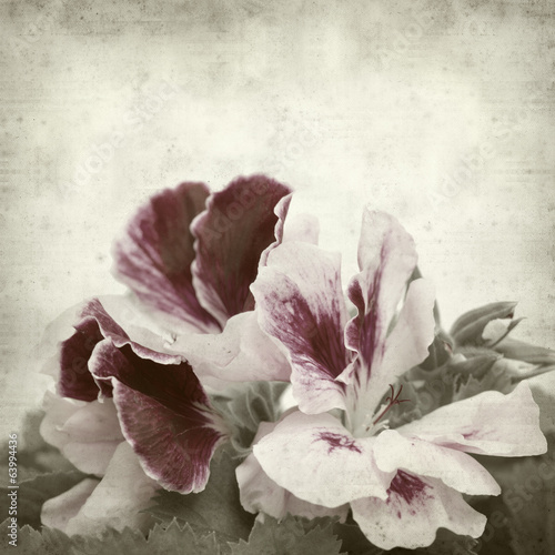 Plakat stary piękny retro roślina kwiat