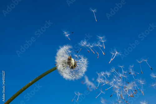 Obraz na płótnie pyłek natura lato roślina