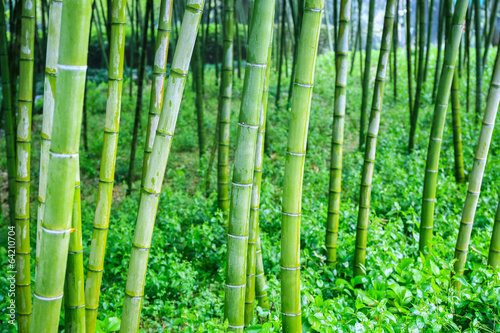 Fotoroleta azjatycki chiny drzewa tropikalny park