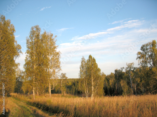 Naklejka brzoza natura gałązka jesień